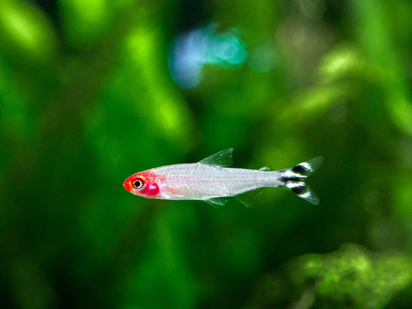 Rummy-nose Tetra