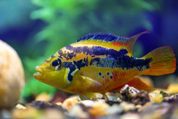 Cichlid Salvini South American