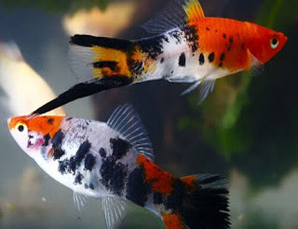 Swordtail Tri-Colored Shoes