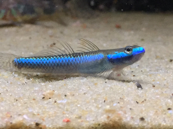 Blue Goby