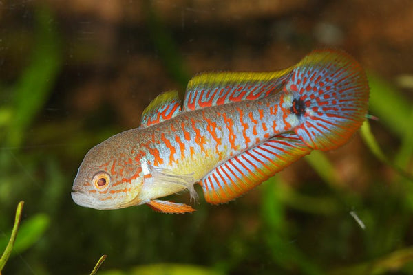 Goby Pavão Australiano