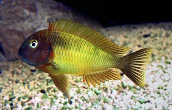 Tropheus Deboise  Cichlid