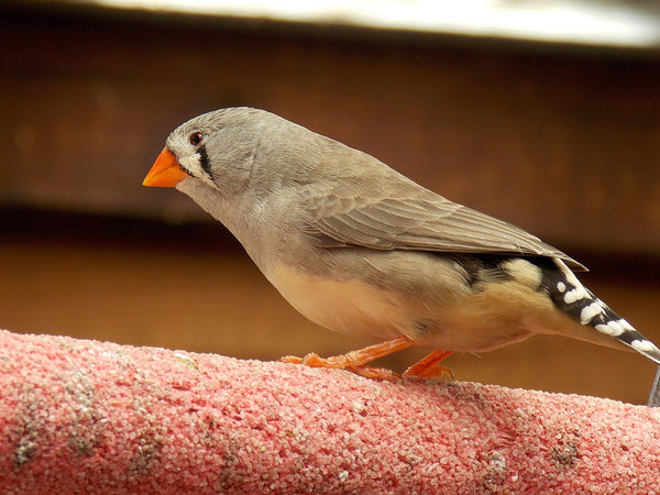 English Zebra Finch