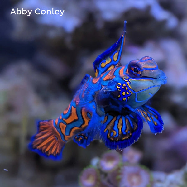 Mandarim Goby