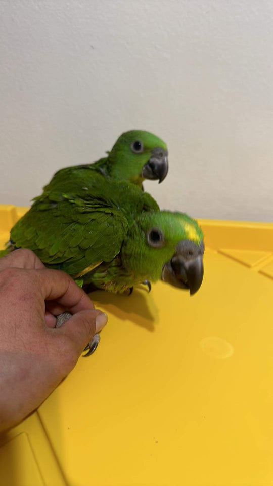 Yellow Naped Amazon