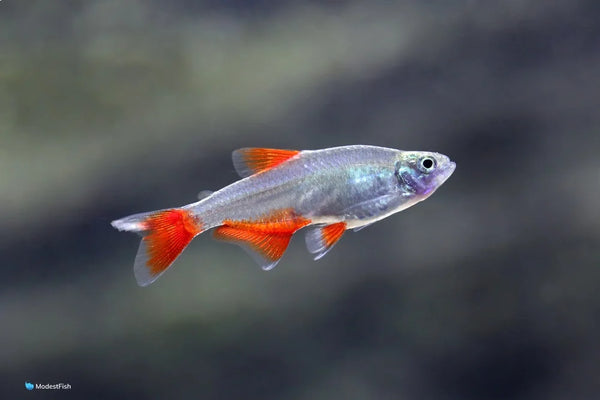 Bloodfin Tetra