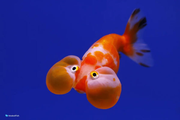 Bubble Eyes Goldfish