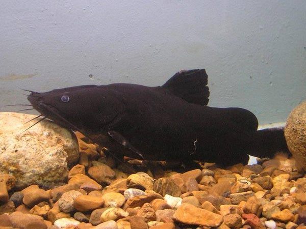 Black Diamond Catfish