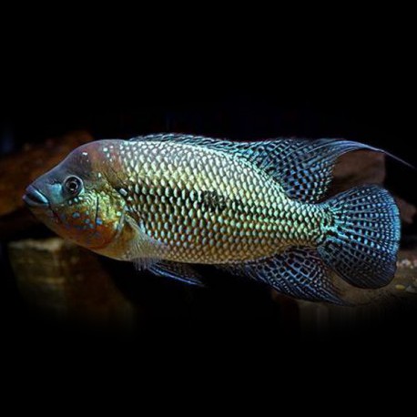 Umbriferum Cichlid