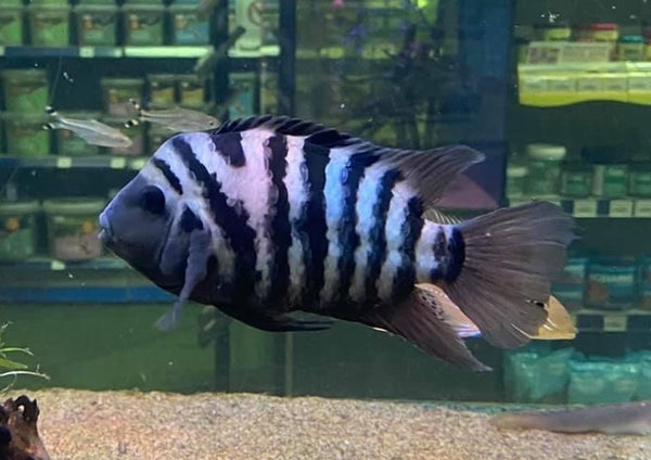 Convict Cichlid