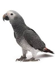 Timneh African Grey "Re-Home Only"