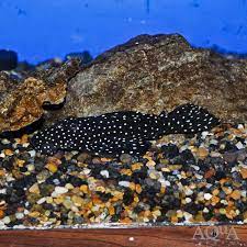 Galaxias  Pleco L-240