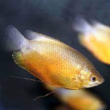 Pôr do sol gourami grosso