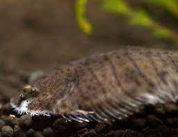 Flounder Freshwater