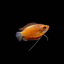 Red Honey Dwarf Gourami