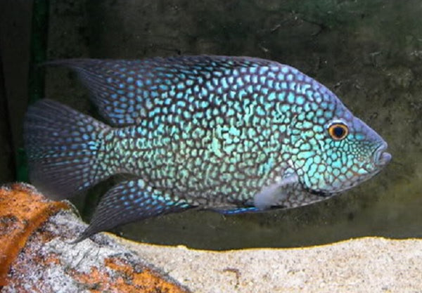 Electric Blue Carpintis Cichlid