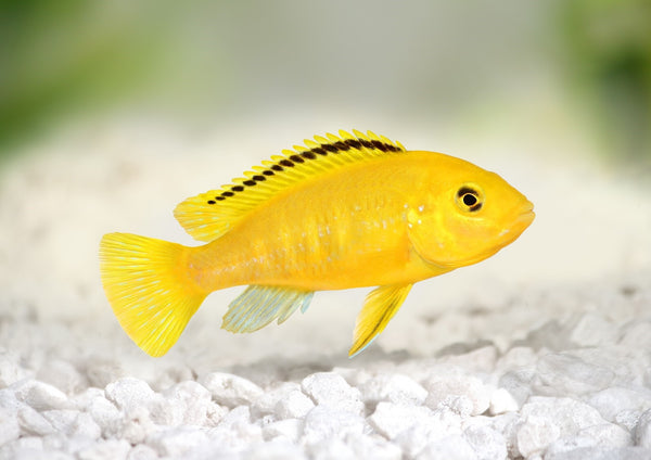 Electric Yellow Cichlid