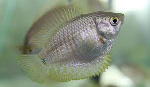 Gourami Dwarf Female