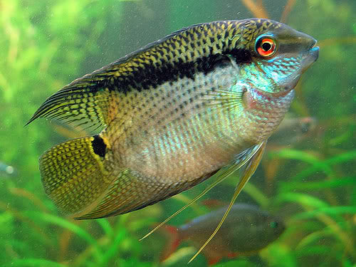 Festivum Cichlid