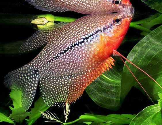 Pérola Gourami