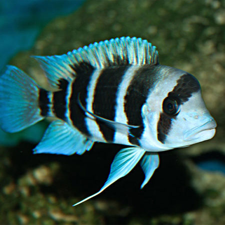 Frontosa Cichlid