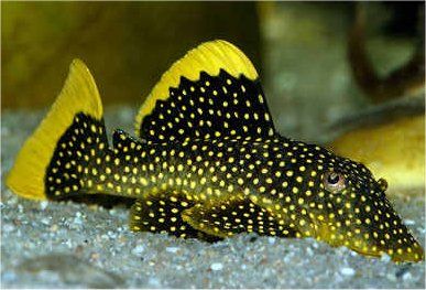 Pepita de Ouro Pleco L-081