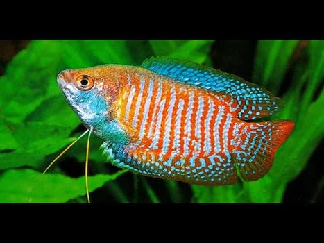 Gourami Turquoise Male