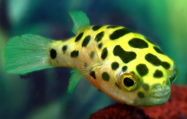 FreshWater Puffer Fish