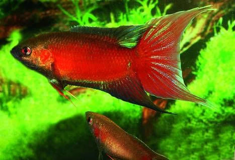 Gourami Paraíso Vermelho