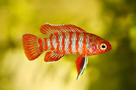 Scarlet Badis