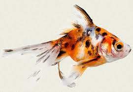 Calico Fan Goldfish Sm