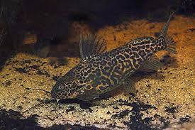 Synodontis Schoutedeni