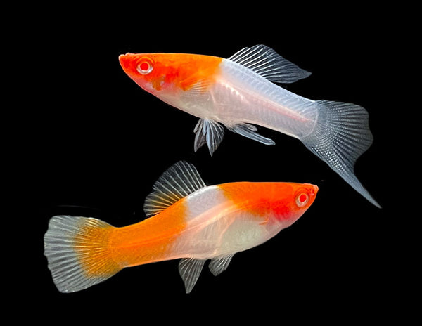 Kohaku Swordtail