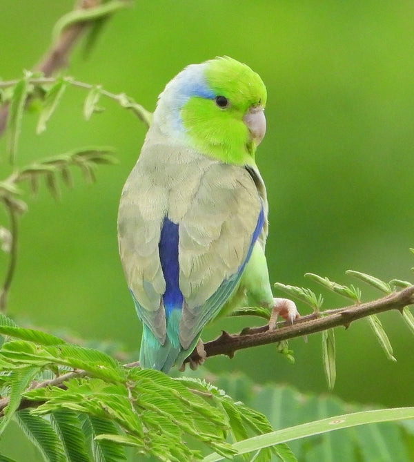 Parrotlet