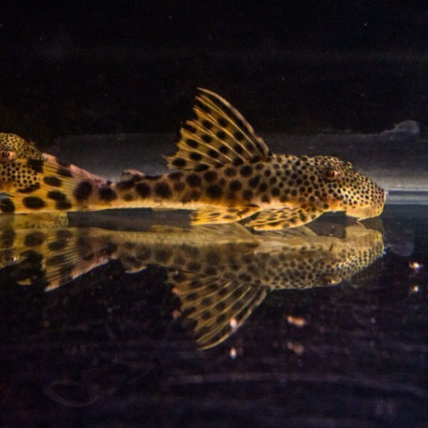 Guacamaya Pleco L-124