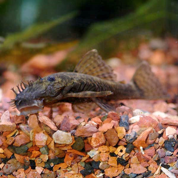 Bushynose Pleco