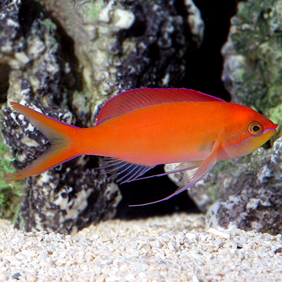 Excluir Anthias