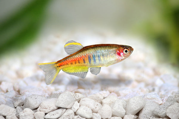 Danio