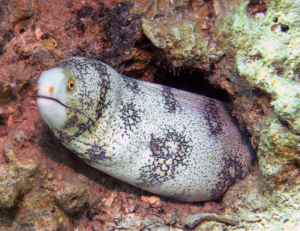 Snowflake Moray Eel