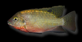 Coptodon Kottae Cichlid