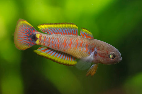 Australian Peacock Gudfeon Goby 1"