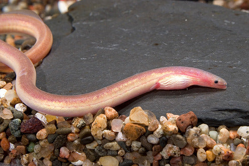 Pink Spaghetti Eel