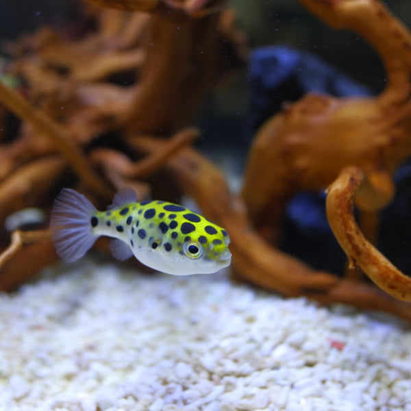 Spotted Puffer Fish