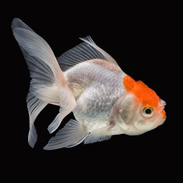 Red Cap Goldfish Sm