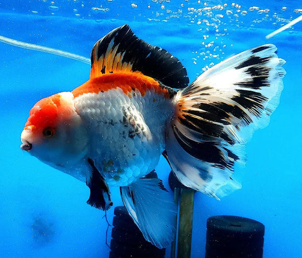 Giant Show Thai Oranda Grade A