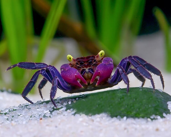 Vampire Crab