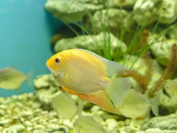 Ouro Severum