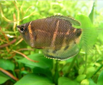 Gourami Chocolate