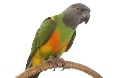 Senegal Parrot