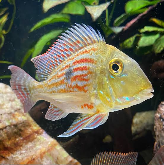 Geophagus